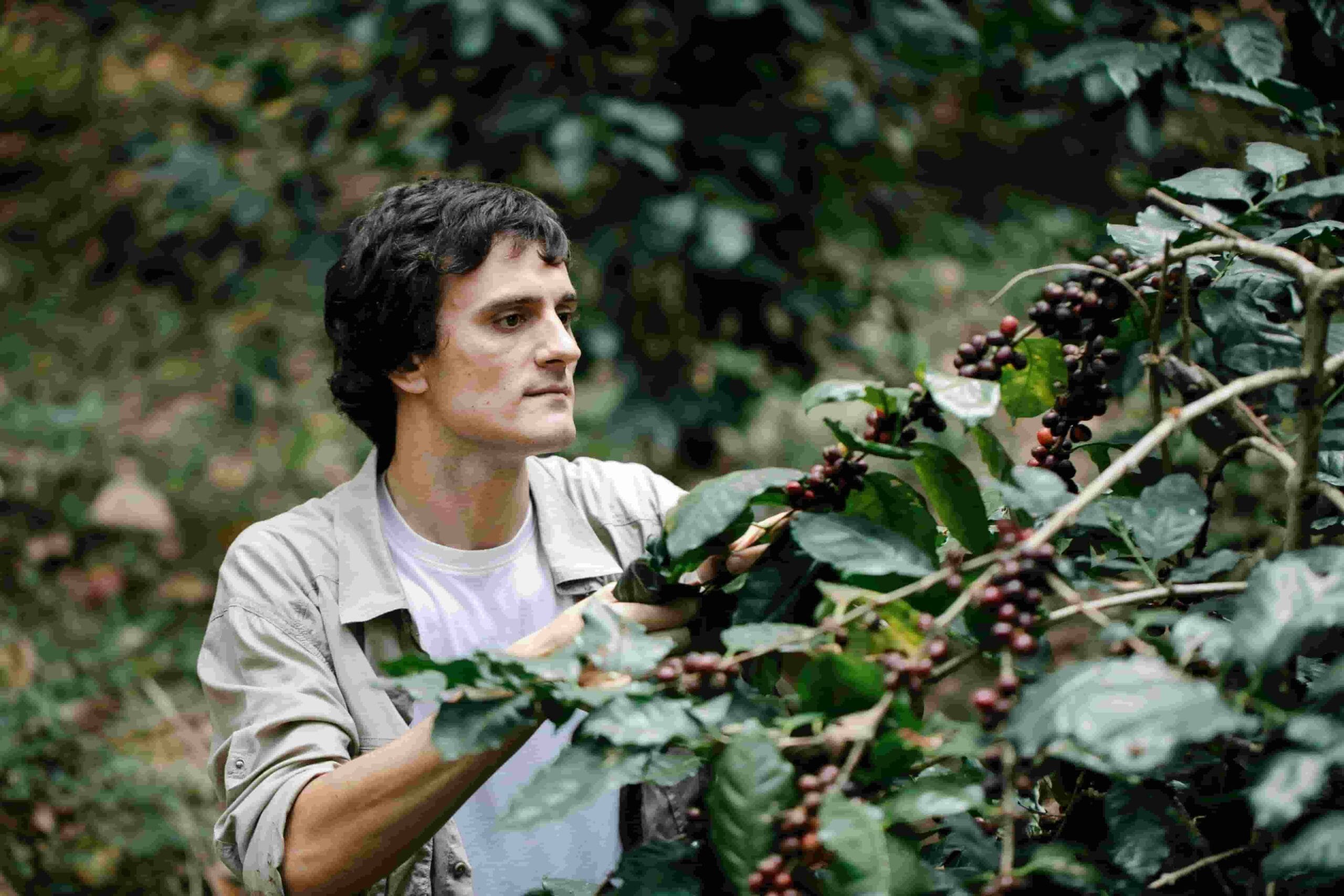 Arabica Kahve Çekirdekleri