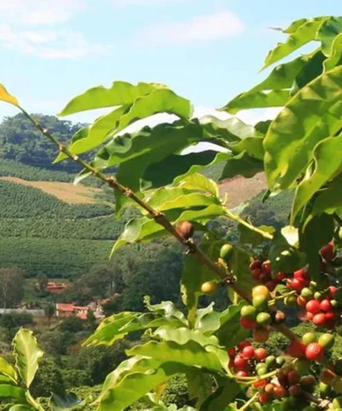 Despado Coffee Brezilya Kahvesi