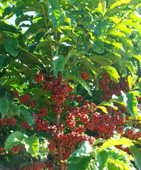 Despado Coffee Brezilya Kahvesi