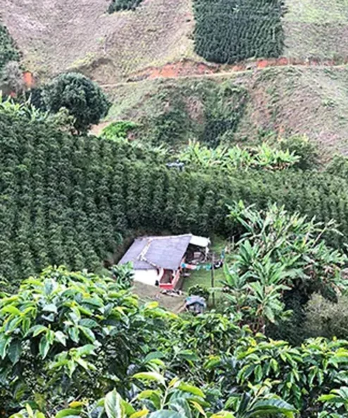 Despado Coffee Kolombia Kahvesi